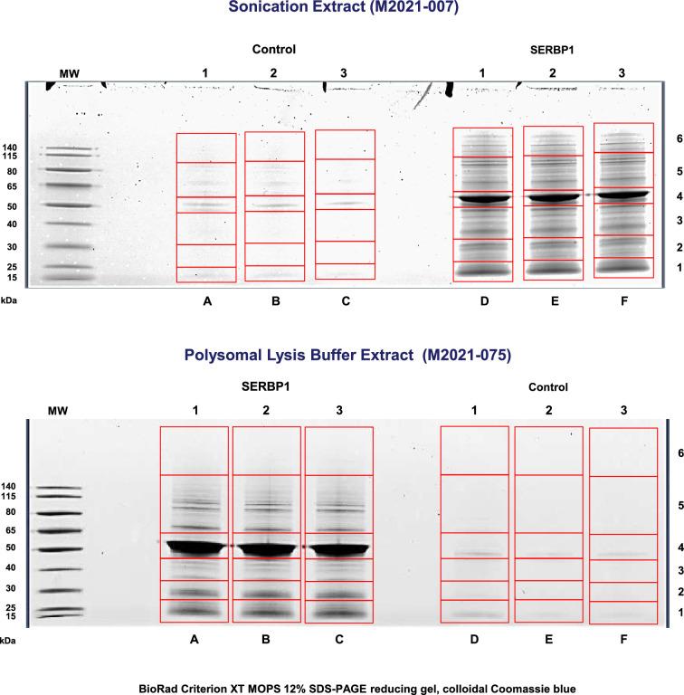 https://cdn.ncbi.nlm.nih.gov/pmc/blobs/d0b5/11820137/3459e1fa44a7/elife-98152-fig1-figsupp1.jpg