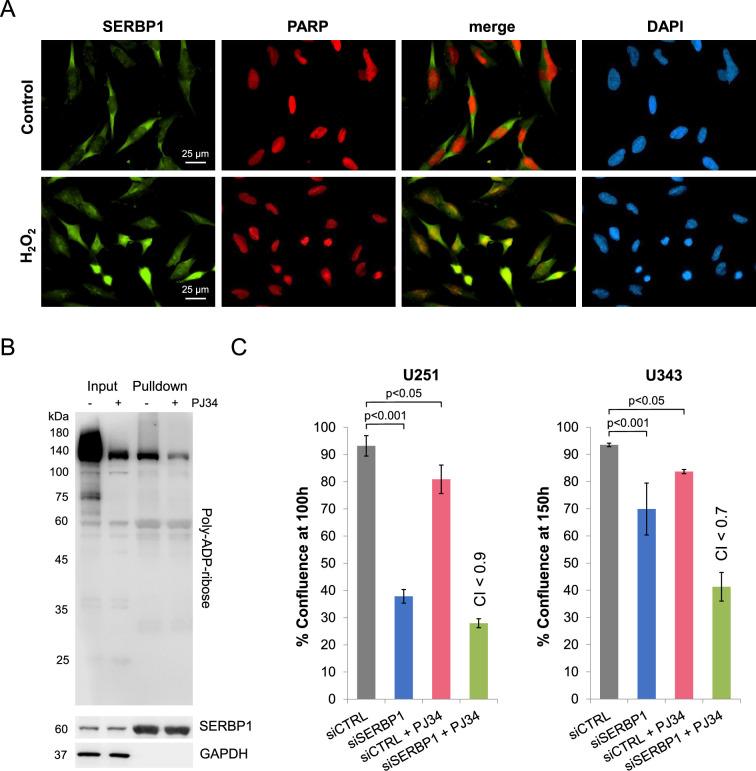 https://cdn.ncbi.nlm.nih.gov/pmc/blobs/d0b5/11820137/4c162c52a015/elife-98152-fig4-figsupp1.jpg