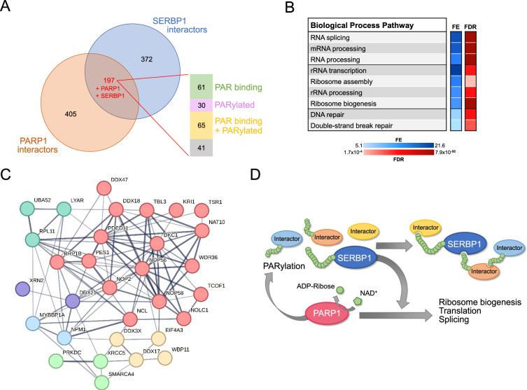 https://cdn.ncbi.nlm.nih.gov/pmc/blobs/d0b5/11820137/af9d369b7cd6/elife-98152-fig5.jpg