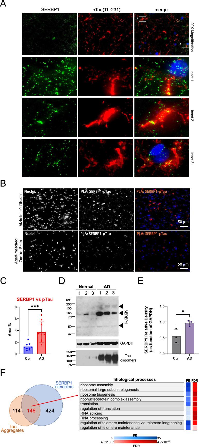https://cdn.ncbi.nlm.nih.gov/pmc/blobs/d0b5/11820137/e1e1dc91cdb6/elife-98152-fig7.jpg