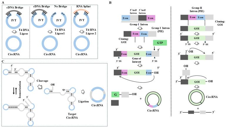 https://cdn.ncbi.nlm.nih.gov/pmc/blobs/d0ba/12293153/e234710fd185/cells-14-01106-g006.jpg