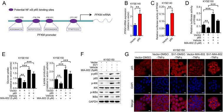 https://cdn.ncbi.nlm.nih.gov/pmc/blobs/d0be/7104313/0e15f7ccff8b/pnas.1913433117fig04.jpg