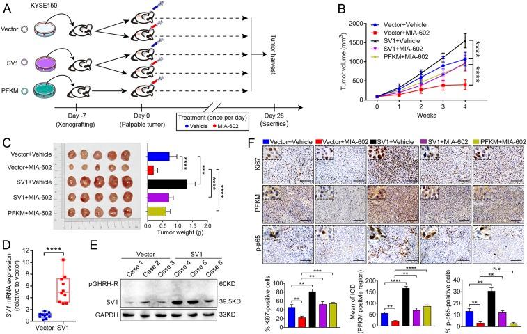 https://cdn.ncbi.nlm.nih.gov/pmc/blobs/d0be/7104313/17549d45864c/pnas.1913433117fig05.jpg