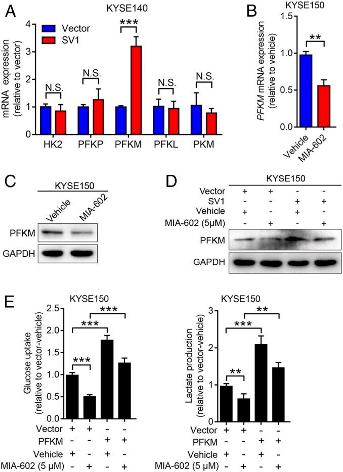 https://cdn.ncbi.nlm.nih.gov/pmc/blobs/d0be/7104313/a7d11d61c4fe/pnas.1913433117fig03.jpg