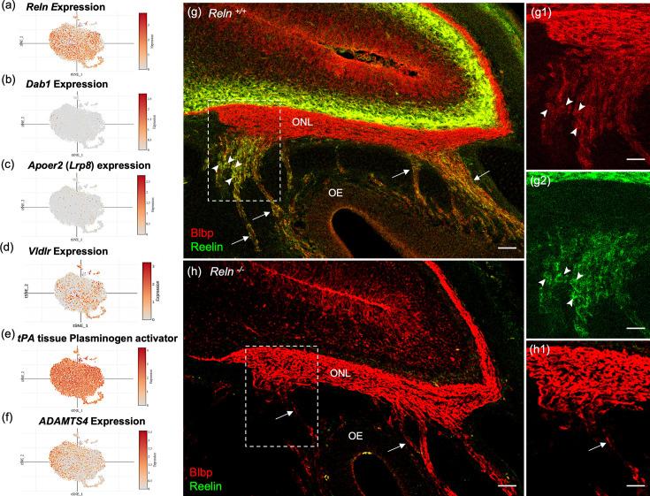 https://cdn.ncbi.nlm.nih.gov/pmc/blobs/d0d0/12040321/a99092d41dc3/elife-95629-fig8.jpg