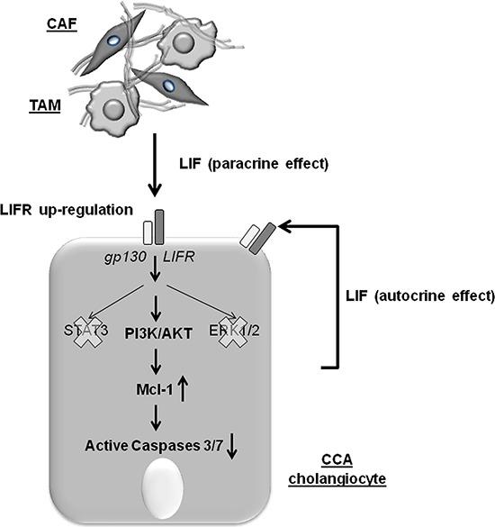 https://cdn.ncbi.nlm.nih.gov/pmc/blobs/d0ee/4694885/9cb50306cc00/oncotarget-06-26052-g006.jpg