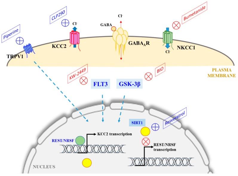 https://cdn.ncbi.nlm.nih.gov/pmc/blobs/d0f8/7016893/eb8ff08be0cc/cells-09-00240-g001.jpg