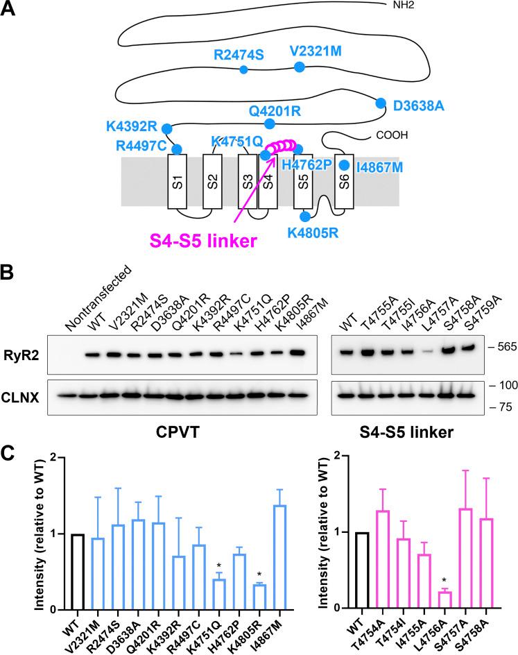https://cdn.ncbi.nlm.nih.gov/pmc/blobs/d108/9037340/b8506d99715f/JGP_202112869_Fig1.jpg