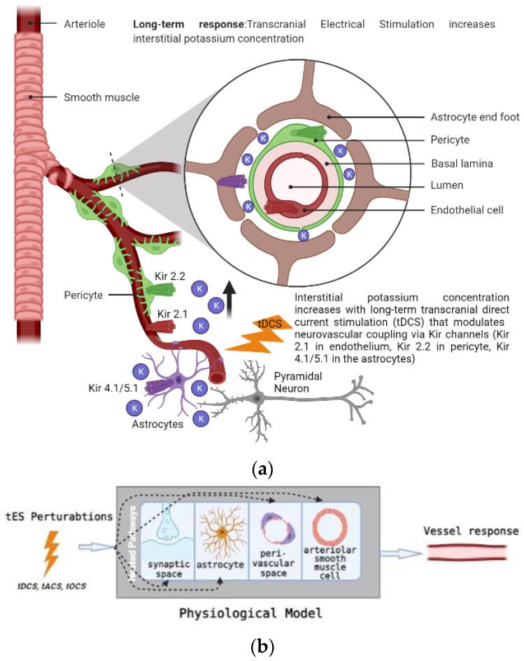 https://cdn.ncbi.nlm.nih.gov/pmc/blobs/d10a/9599464/d42d7017a5eb/brainsci-12-01294-g001.jpg