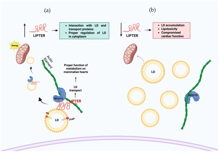 https://cdn.ncbi.nlm.nih.gov/pmc/blobs/d10f/12346853/2f62cbca0ef2/cells-14-01193-g005.jpg