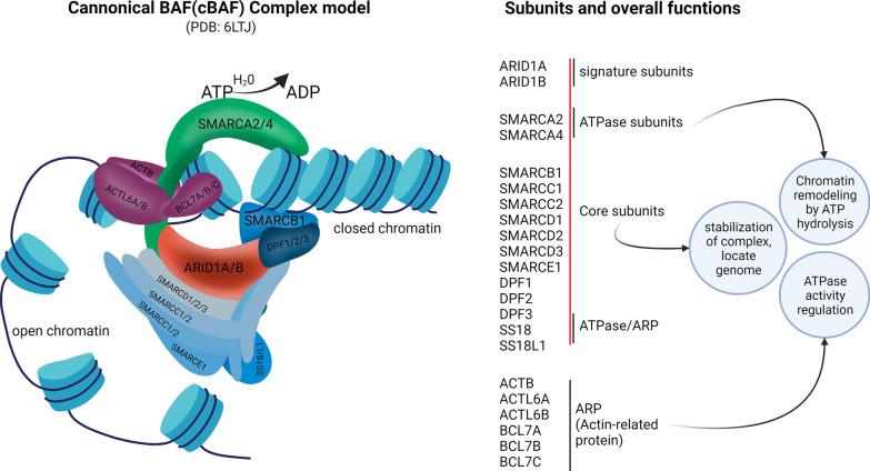 https://cdn.ncbi.nlm.nih.gov/pmc/blobs/d132/9484255/26e5356385f3/12929_2022_856_Fig1_HTML.jpg
