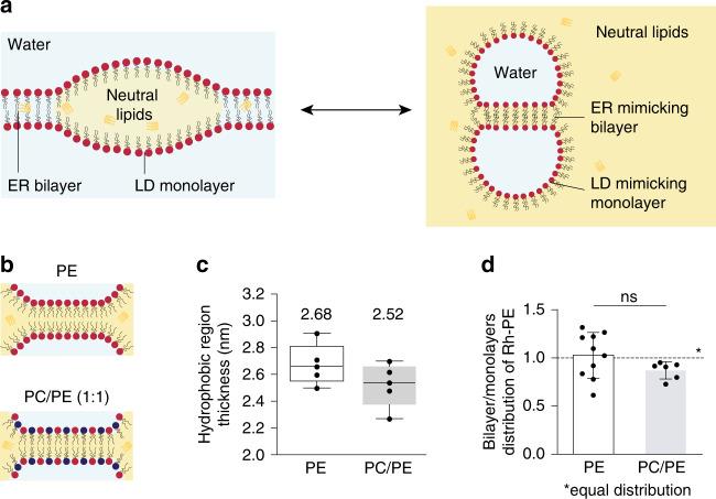 https://cdn.ncbi.nlm.nih.gov/pmc/blobs/d13b/7414839/f2b66e472745/41467_2020_17585_Fig1_HTML.jpg