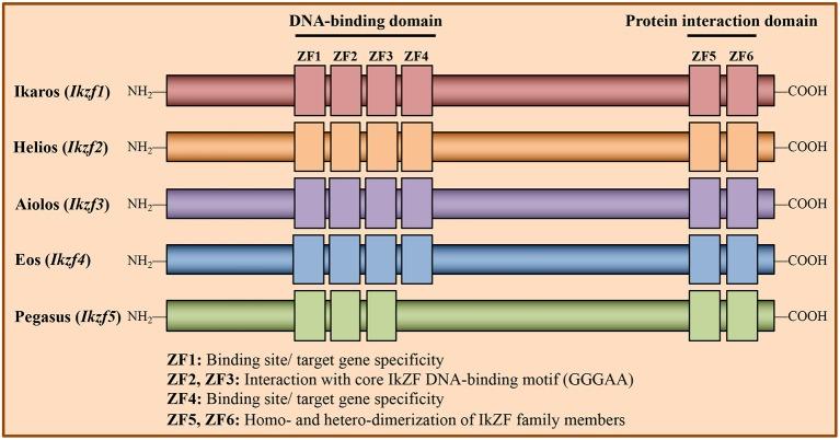 https://cdn.ncbi.nlm.nih.gov/pmc/blobs/d1f5/6563078/c3ed07b7c094/fimmu-10-01299-g0001.jpg