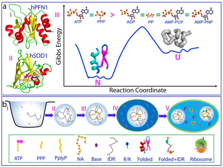 https://cdn.ncbi.nlm.nih.gov/pmc/blobs/d205/11048592/81bdf0af2f79/biomolecules-14-00500-g005.jpg