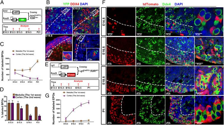 https://cdn.ncbi.nlm.nih.gov/pmc/blobs/d223/7443898/fcce34242604/pnas.2005570117fig05.jpg