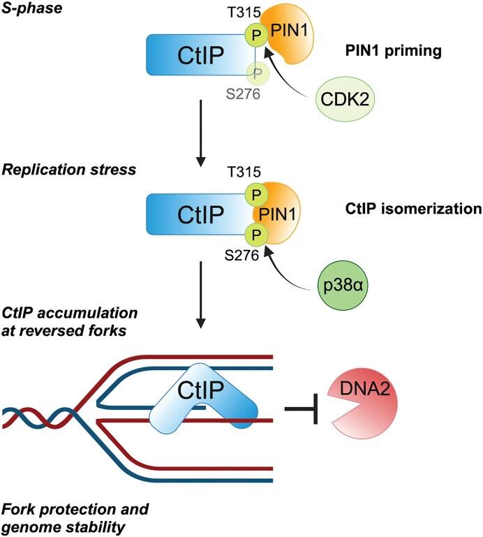 https://cdn.ncbi.nlm.nih.gov/pmc/blobs/d262/11983131/ffa711974130/gkaf278fig6.jpg