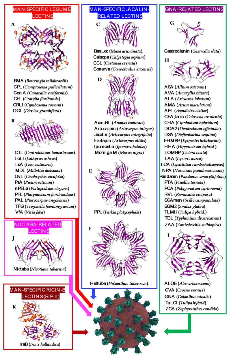 https://cdn.ncbi.nlm.nih.gov/pmc/blobs/d276/8305077/ec1609166285/cells-10-01619-g002.jpg