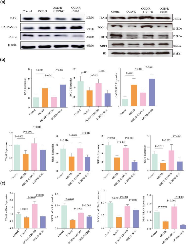 https://cdn.ncbi.nlm.nih.gov/pmc/blobs/d283/12258424/35ca9b565bf0/j_tnsci-2025-0377-fig004.jpg