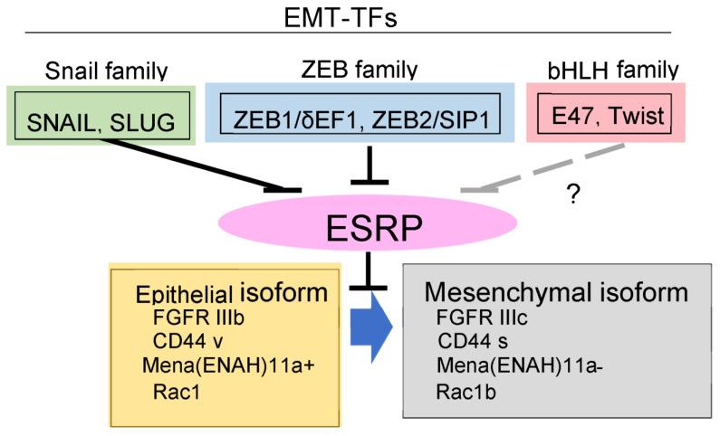 https://cdn.ncbi.nlm.nih.gov/pmc/blobs/d28a/9497767/f849ecbc64c8/diagnostics-12-02127-g003.jpg
