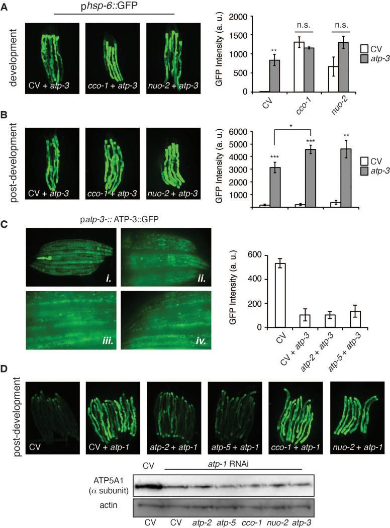 https://cdn.ncbi.nlm.nih.gov/pmc/blobs/d29d/8410078/1d4cc8c21322/elife-63453-fig5-figsupp1.jpg