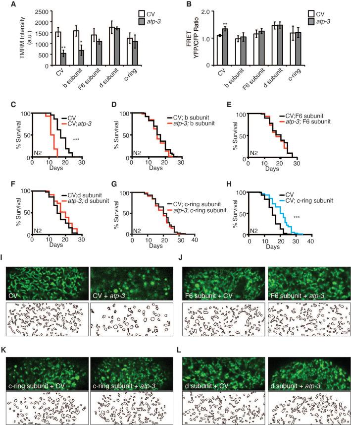 https://cdn.ncbi.nlm.nih.gov/pmc/blobs/d29d/8410078/776d431ebf95/elife-63453-fig6.jpg