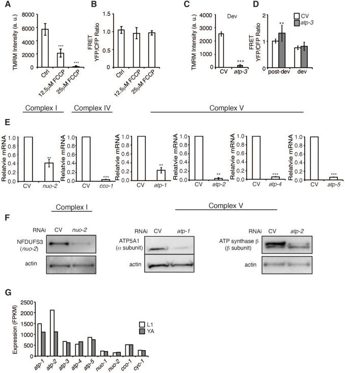 https://cdn.ncbi.nlm.nih.gov/pmc/blobs/d29d/8410078/9b424e4f3021/elife-63453-fig1-figsupp1.jpg