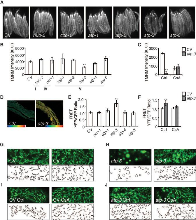 https://cdn.ncbi.nlm.nih.gov/pmc/blobs/d29d/8410078/d627b68c547c/elife-63453-fig1.jpg