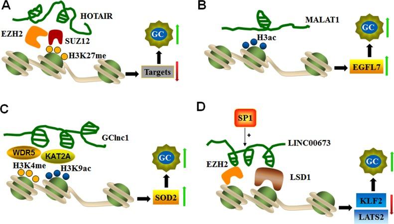 https://cdn.ncbi.nlm.nih.gov/pmc/blobs/d2db/5922409/14efdbf59943/oncotarget-09-19443-g002.jpg