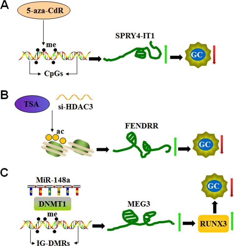 https://cdn.ncbi.nlm.nih.gov/pmc/blobs/d2db/5922409/4a44f246cfc4/oncotarget-09-19443-g005.jpg
