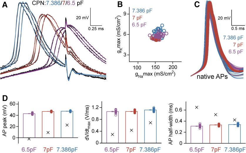 https://cdn.ncbi.nlm.nih.gov/pmc/blobs/d2e2/8342265/c0b94afc8b4f/ENEURO.0059-21.2021_f005.jpg