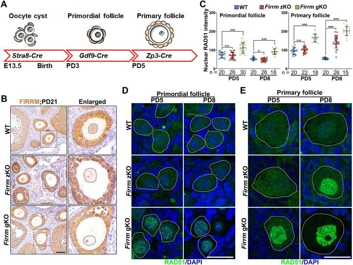 https://cdn.ncbi.nlm.nih.gov/pmc/blobs/d2f1/11724361/e63bc28c6c5b/gkae1304fig2.jpg