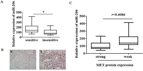 https://cdn.ncbi.nlm.nih.gov/pmc/blobs/d35c/5029718/327562bcba4e/oncotarget-07-24510-g004.jpg