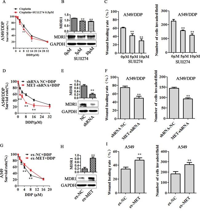 https://cdn.ncbi.nlm.nih.gov/pmc/blobs/d35c/5029718/61df31578fe1/oncotarget-07-24510-g006.jpg
