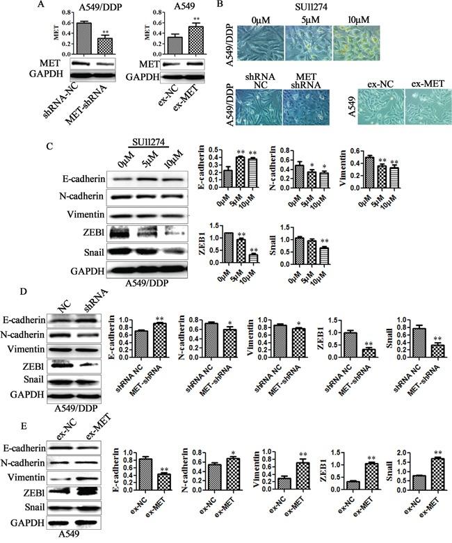 https://cdn.ncbi.nlm.nih.gov/pmc/blobs/d35c/5029718/63f782985170/oncotarget-07-24510-g005.jpg