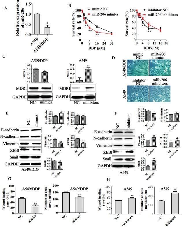 https://cdn.ncbi.nlm.nih.gov/pmc/blobs/d35c/5029718/930eb0299003/oncotarget-07-24510-g002.jpg