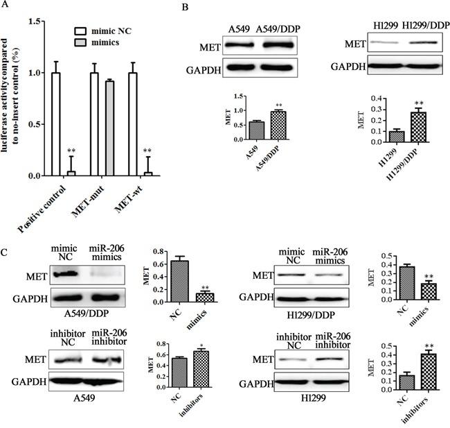 https://cdn.ncbi.nlm.nih.gov/pmc/blobs/d35c/5029718/9a9d1056c681/oncotarget-07-24510-g003.jpg