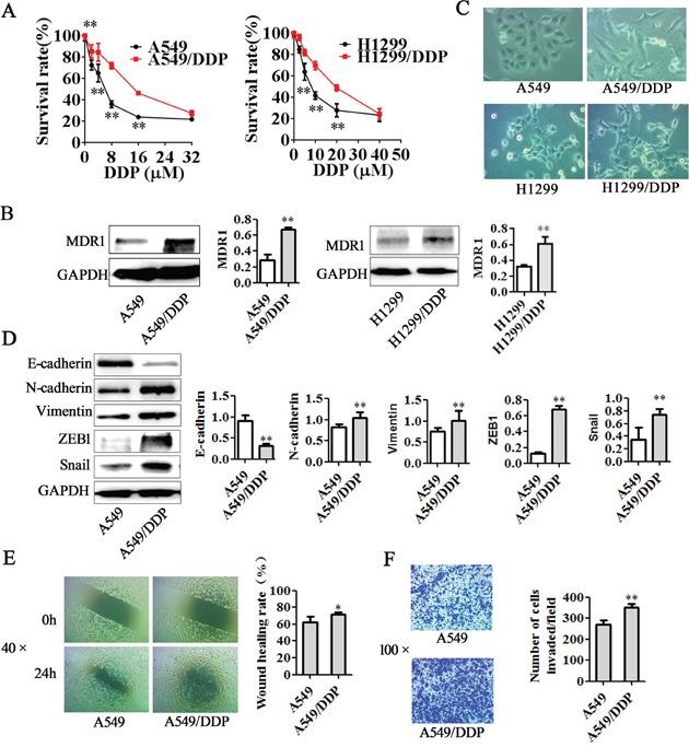 https://cdn.ncbi.nlm.nih.gov/pmc/blobs/d35c/5029718/9d608dec5ac3/oncotarget-07-24510-g001.jpg