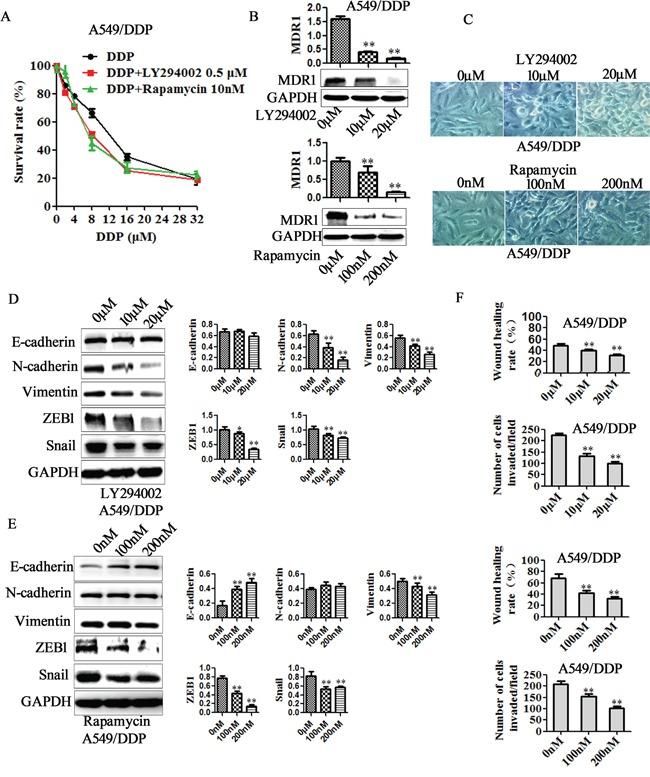 https://cdn.ncbi.nlm.nih.gov/pmc/blobs/d35c/5029718/b35fa3739915/oncotarget-07-24510-g008.jpg