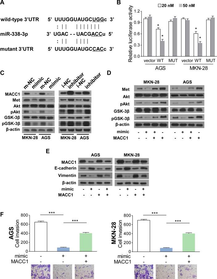 https://cdn.ncbi.nlm.nih.gov/pmc/blobs/d36f/4558147/8c637151562a/oncotarget-06-15222-g005.jpg
