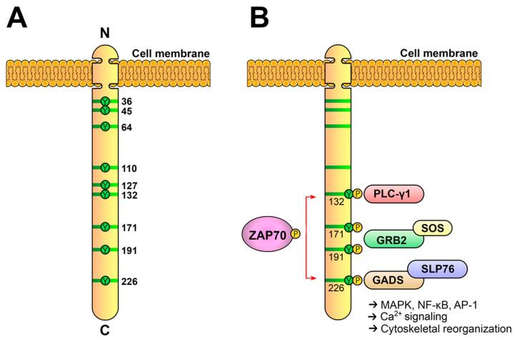 https://cdn.ncbi.nlm.nih.gov/pmc/blobs/d39f/10525366/6a8bbb64cb45/biology-12-01163-g005.jpg