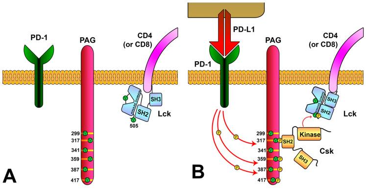https://cdn.ncbi.nlm.nih.gov/pmc/blobs/d39f/10525366/80f7b9135984/biology-12-01163-g006.jpg