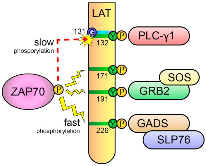 https://cdn.ncbi.nlm.nih.gov/pmc/blobs/d39f/10525366/b3d2fbae8b7f/biology-12-01163-g009.jpg