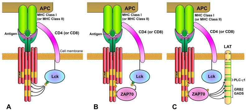 https://cdn.ncbi.nlm.nih.gov/pmc/blobs/d39f/10525366/ec1e7c0f6bd4/biology-12-01163-g002.jpg