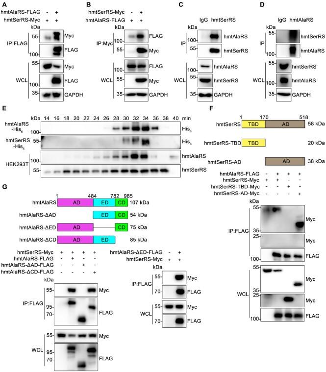 https://cdn.ncbi.nlm.nih.gov/pmc/blobs/d3a6/9825176/6b8e81ce2090/gkac1141fig4.jpg