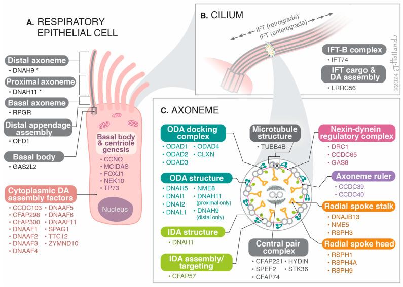 https://cdn.ncbi.nlm.nih.gov/pmc/blobs/d3e4/11171568/5f75fff59ea6/cells-13-00974-g001.jpg