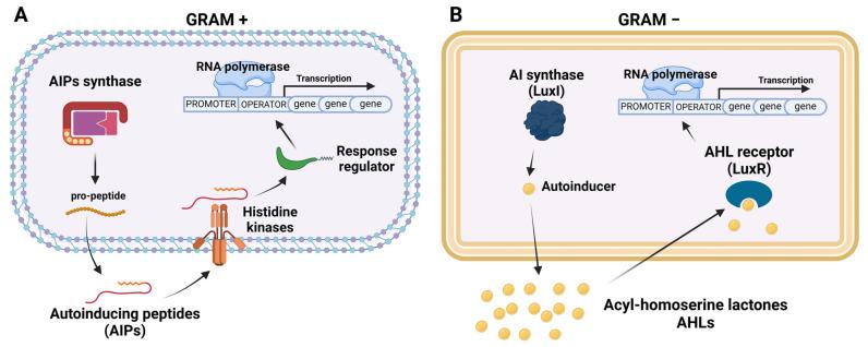 https://cdn.ncbi.nlm.nih.gov/pmc/blobs/d3fc/11052202/51f010d69c65/microorganisms-12-00639-g002.jpg