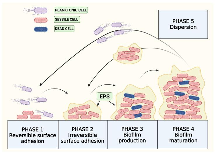 https://cdn.ncbi.nlm.nih.gov/pmc/blobs/d3fc/11052202/ea76e6e95e70/microorganisms-12-00639-g001.jpg