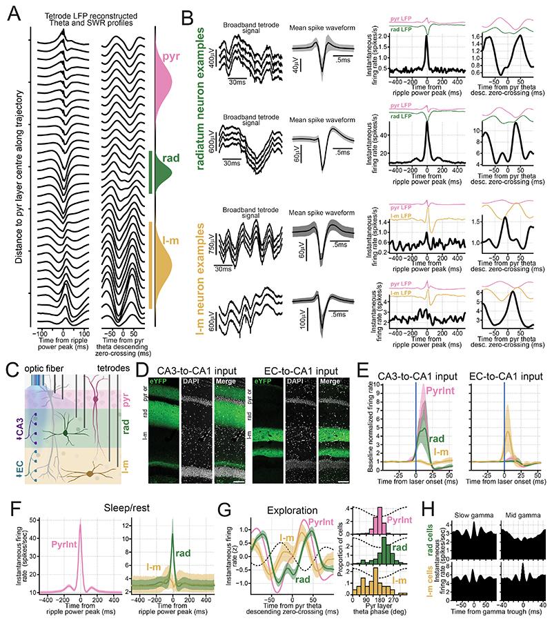 https://cdn.ncbi.nlm.nih.gov/pmc/blobs/d438/7617751/07974c3e9c07/EMS205926-f006.jpg