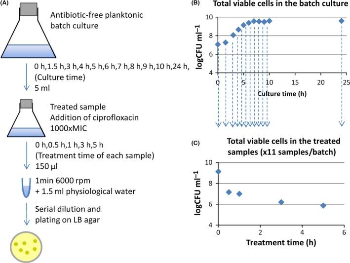 https://cdn.ncbi.nlm.nih.gov/pmc/blobs/d44b/5658594/e3e57d4a5978/MBT2-10-1616-g005.jpg
