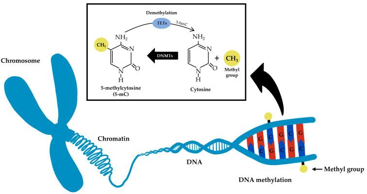 https://cdn.ncbi.nlm.nih.gov/pmc/blobs/d44e/10305477/4046c1cf3ae1/nanomaterials-13-01880-g001.jpg